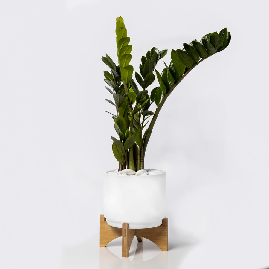 ZZ plant with pedestal vase
