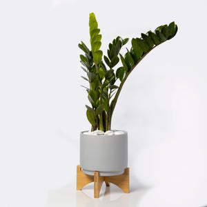 ZZ plant with pedestal vase